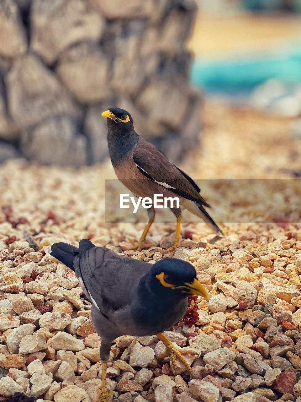 BIRD PERCHING ON ROCK