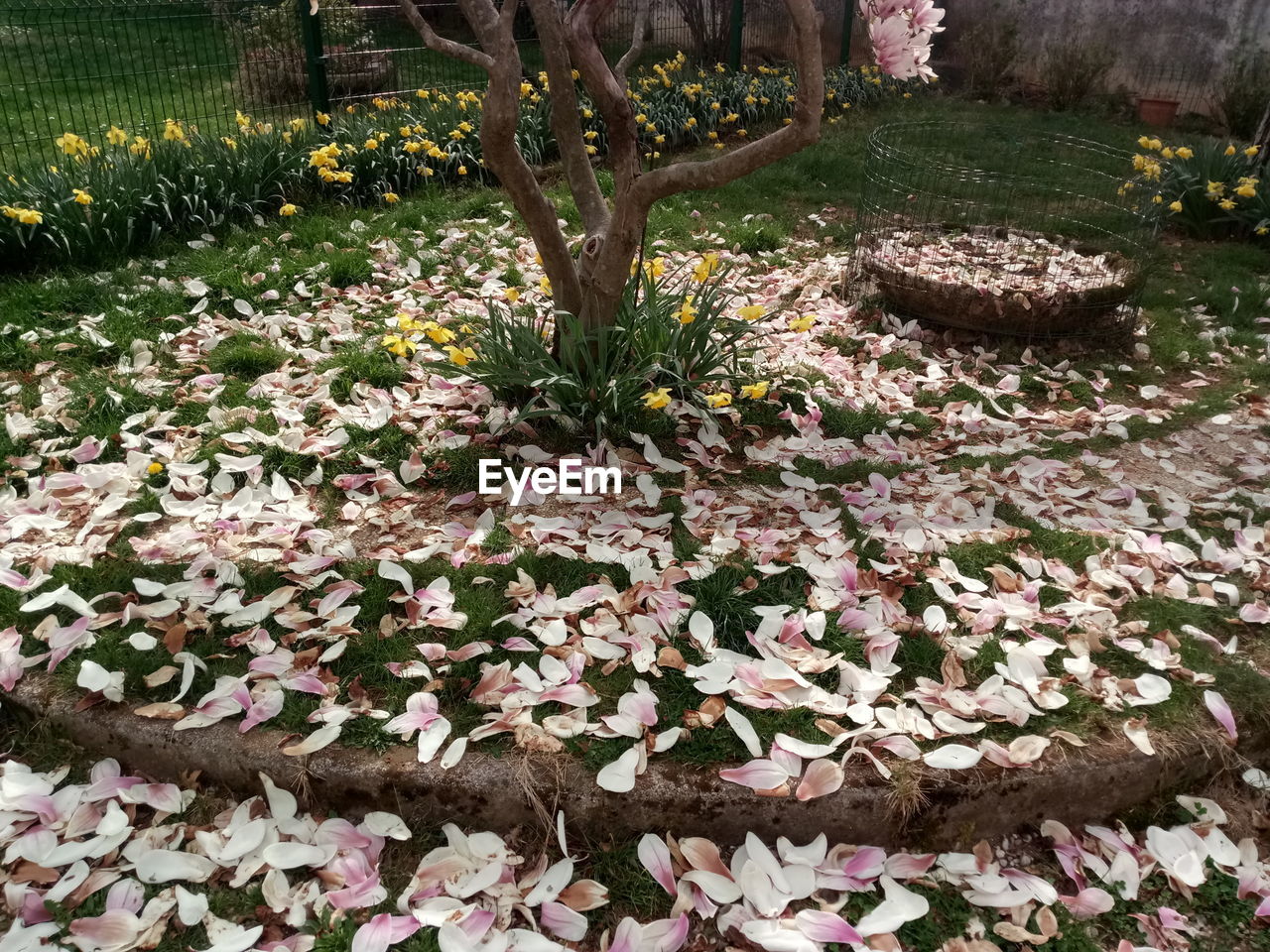 HIGH ANGLE VIEW OF FLOWER TREES