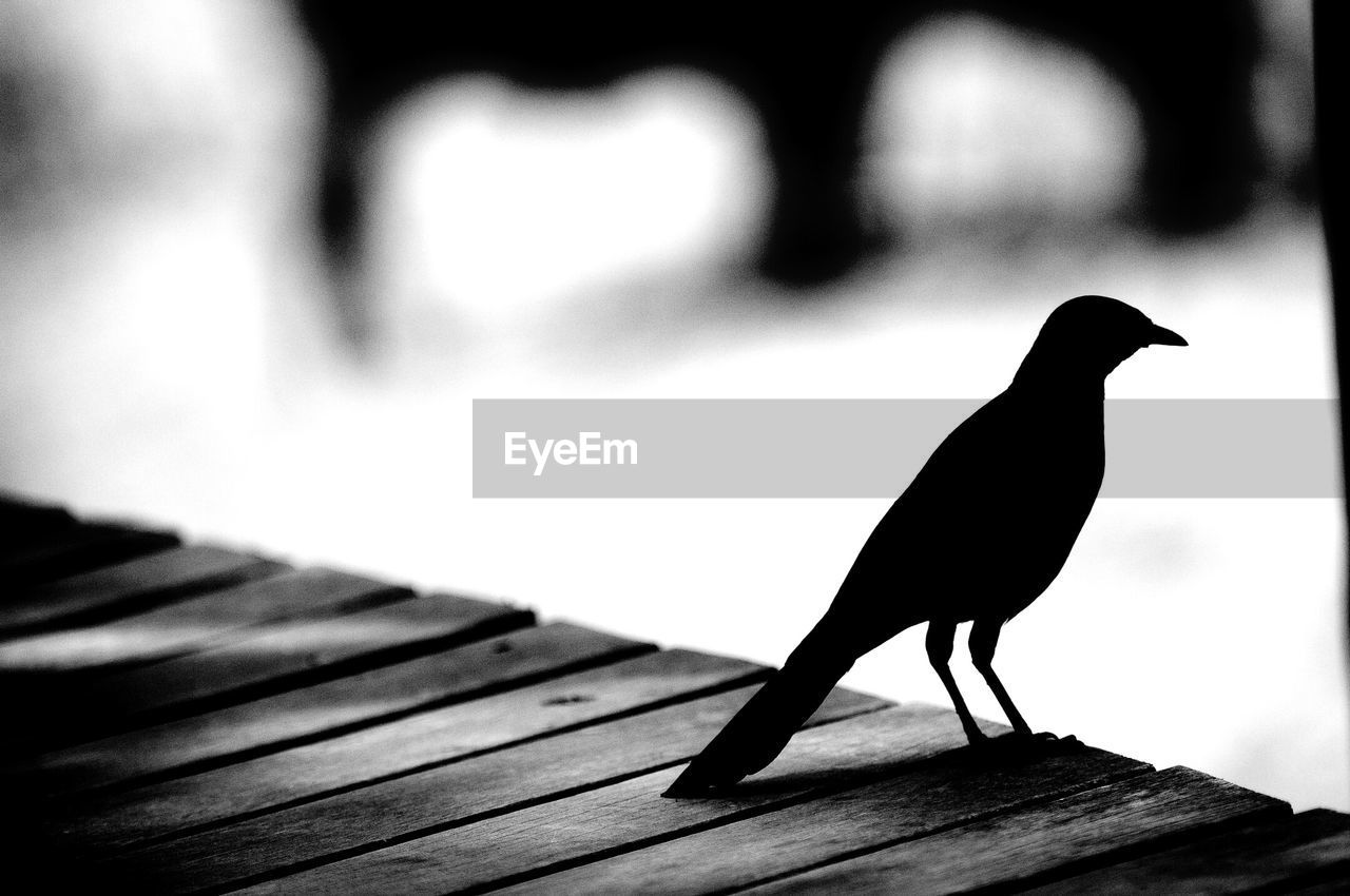 Silhouette bird perching on wooden pier