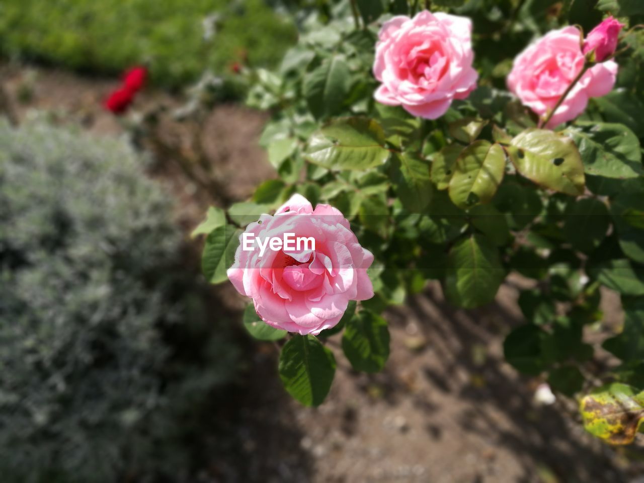 Close-up of pink rose