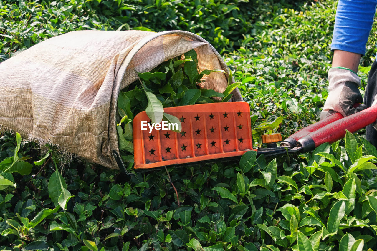 Cropped image man harvesting tea crops at farm