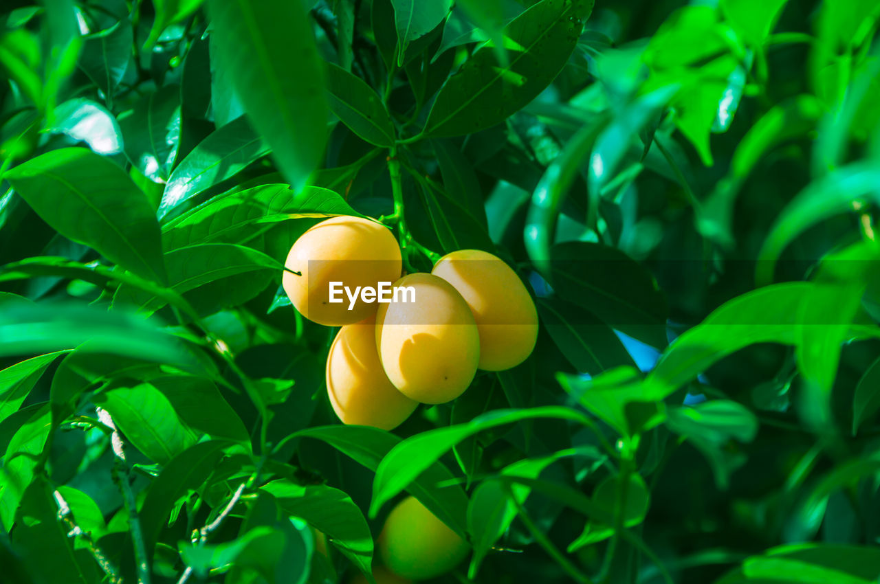 CLOSE-UP OF ORANGES GROWING ON PLANT