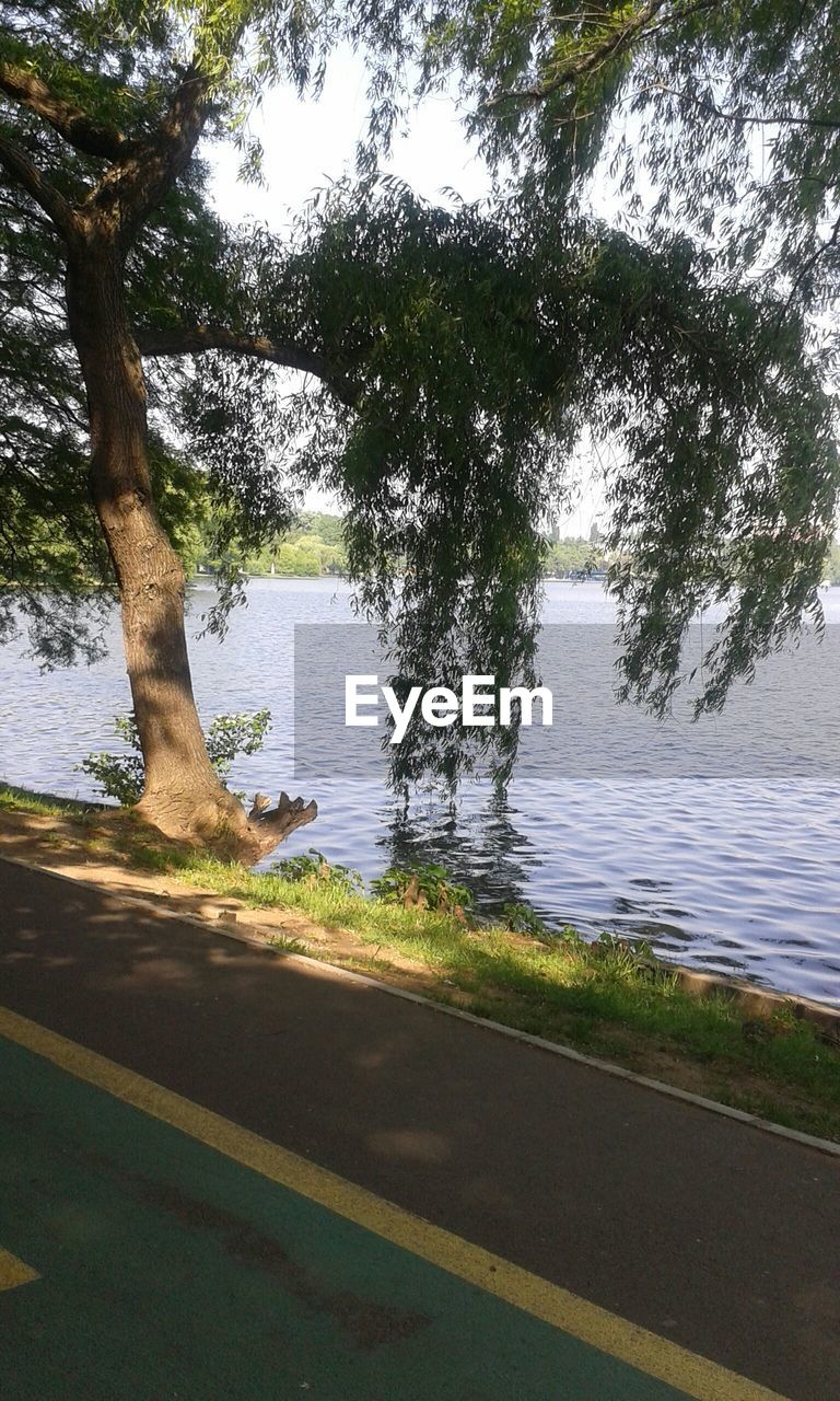 Tree by lake and road in herastrau park