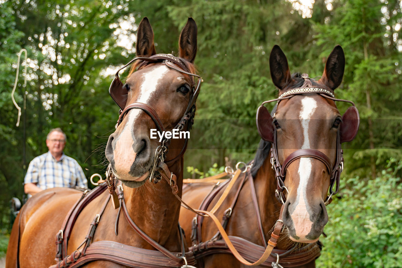 Horses against trees in forest