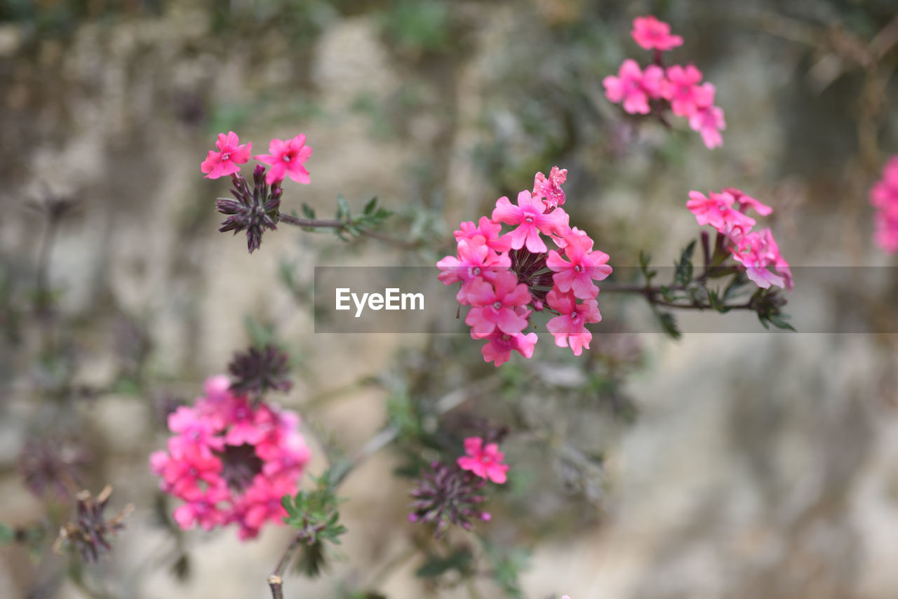 Close-up of pink flowers