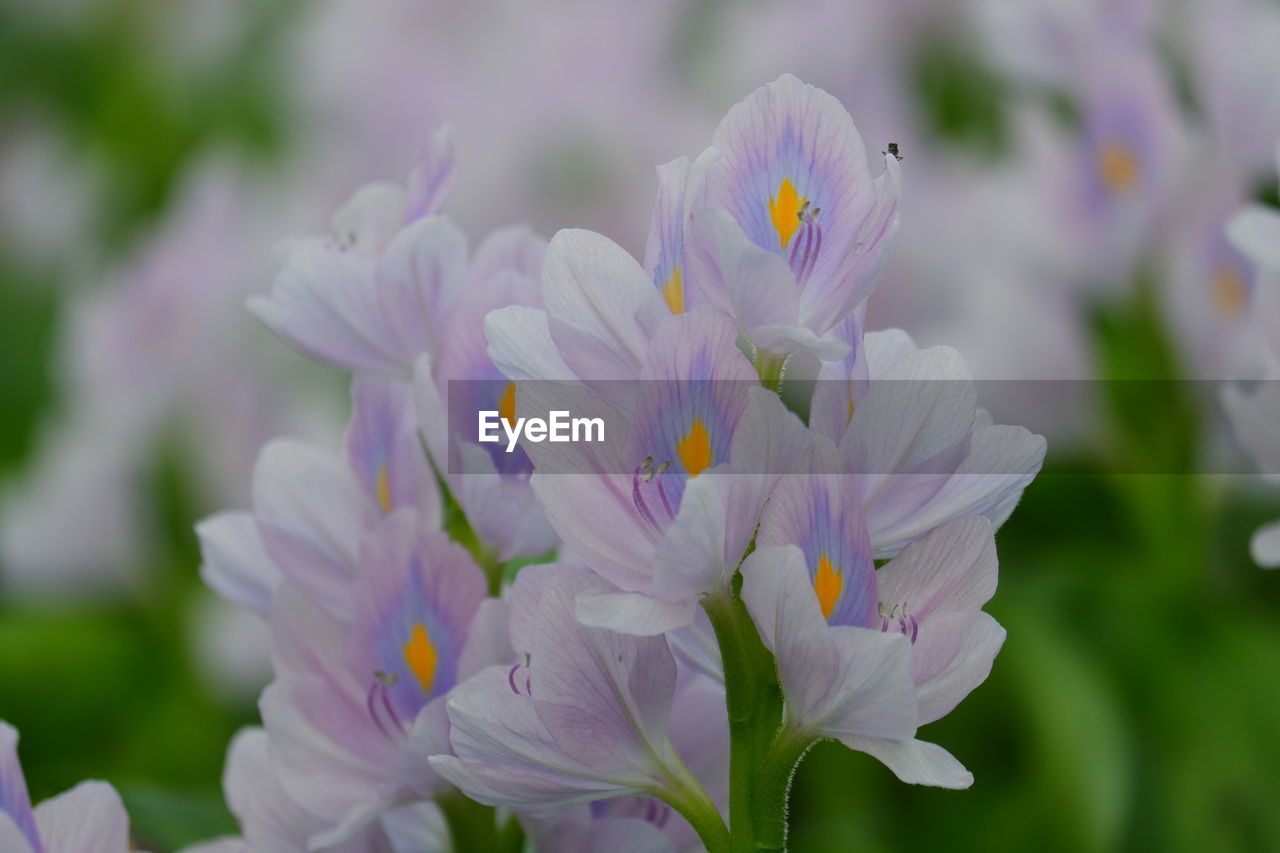 Close-up of purple flowering plant