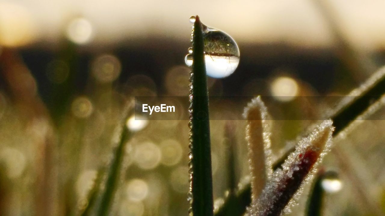 CLOSE-UP OF DEW ON PLANT