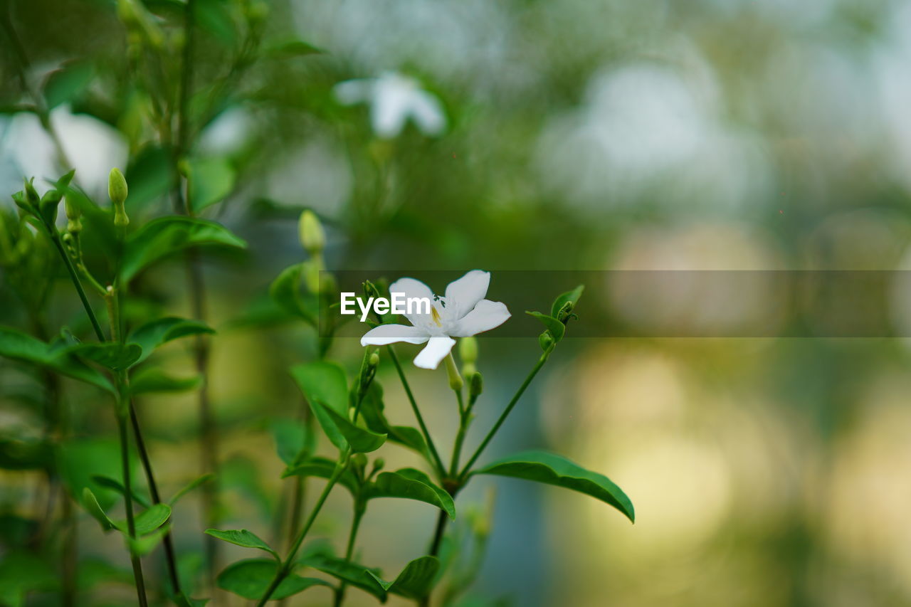 CLOSE-UP OF WHITE FLOWERING PLANT OUTDOORS