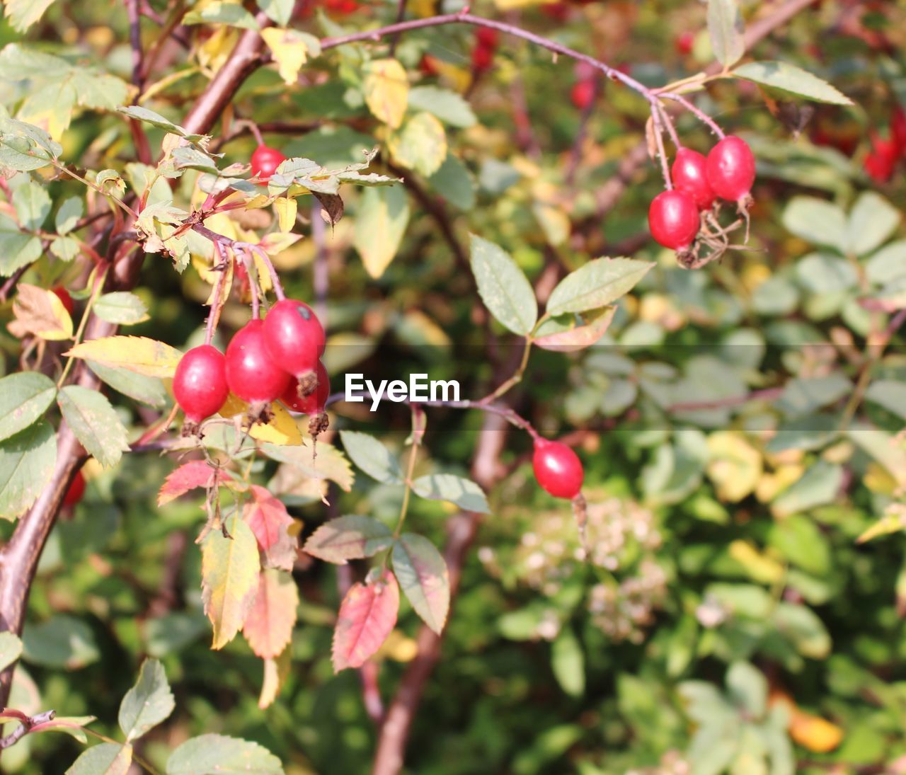 CLOSE-UP OF RED BERRIES ON TREE