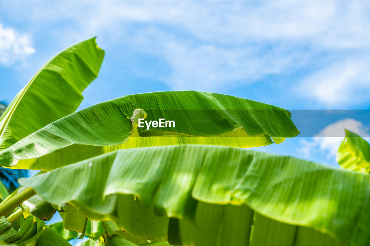 Banana leaves against sky