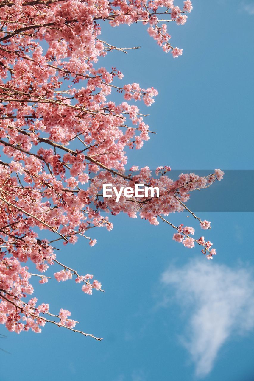plant, tree, flower, blossom, springtime, sky, beauty in nature, nature, fragility, cherry blossom, branch, freshness, flowering plant, growth, pink, blue, spring, cherry tree, low angle view, no people, outdoors, day, cloud, leaf, tranquility, fruit tree, petal, red, culture, scenics - nature, environment, sunlight, autumn, botany