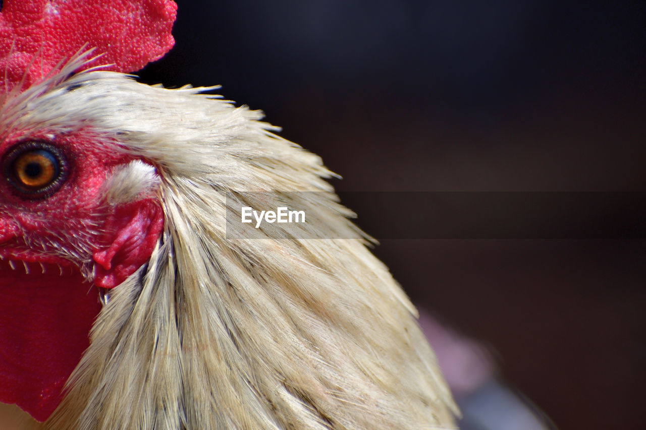 domestic animals, animal themes, bird, livestock, animal, chicken, rooster, pet, one animal, close-up, comb, mammal, beak, animal body part, red, animal head, agriculture, cockerel, wing, no people, poultry, focus on foreground, nature, animal's crest, portrait