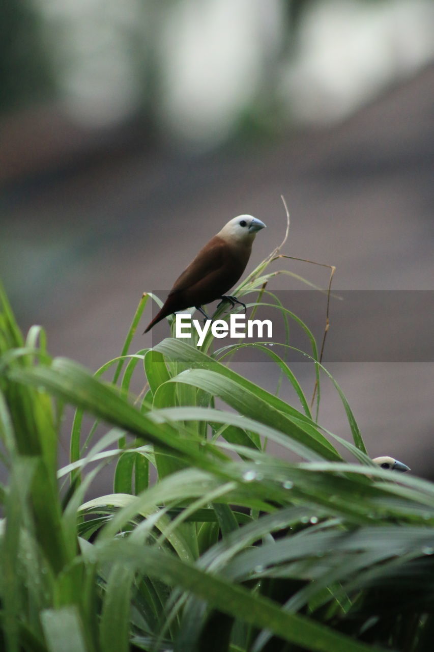 BIRD PERCHING ON PLANT