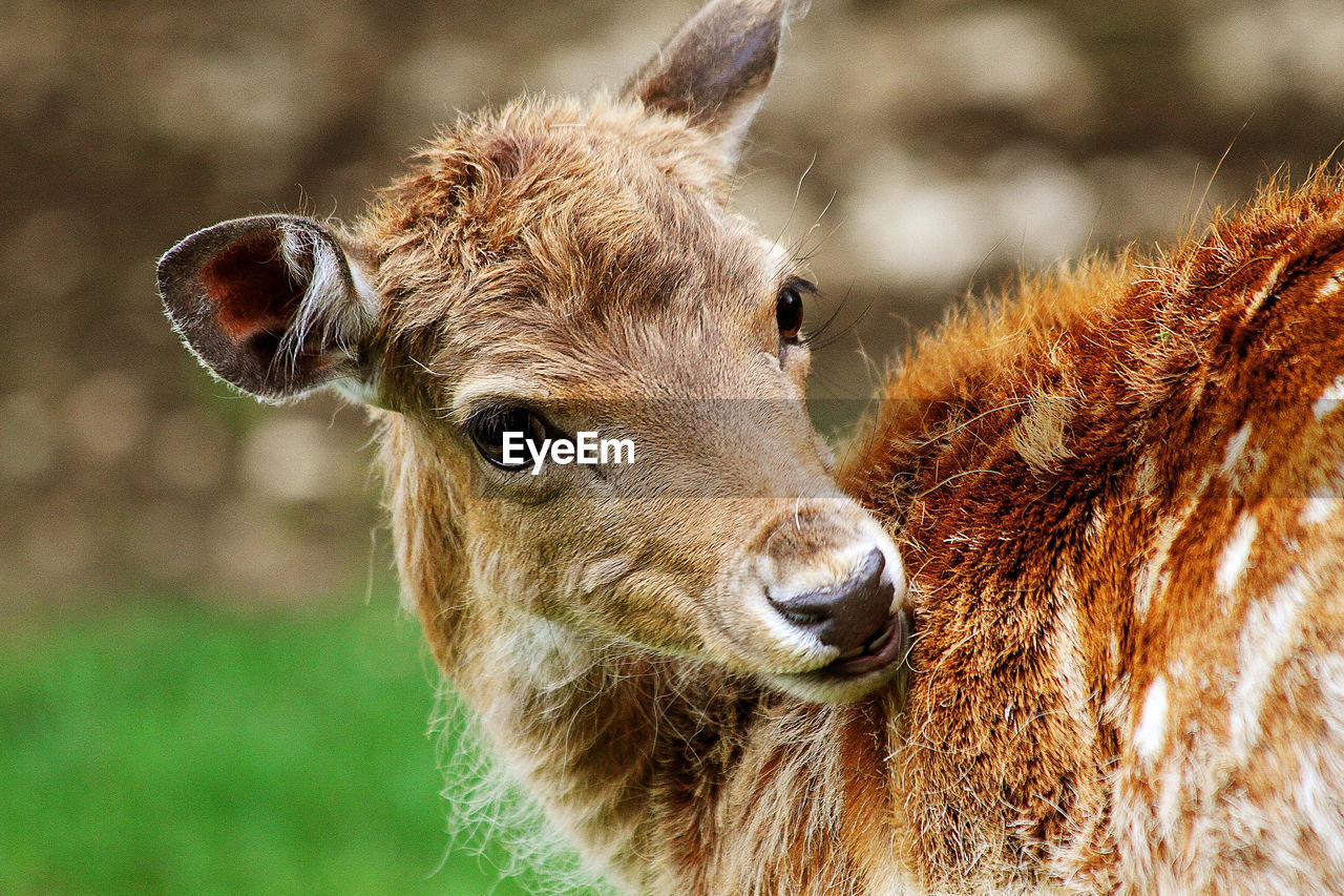 Close-up of deer