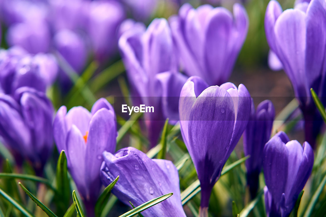 Close-up of purple crocus flowers on field