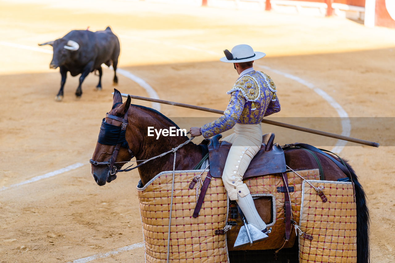 Unrecognizable picador with lance riding horse and performing on bullring with angry bull during corrida