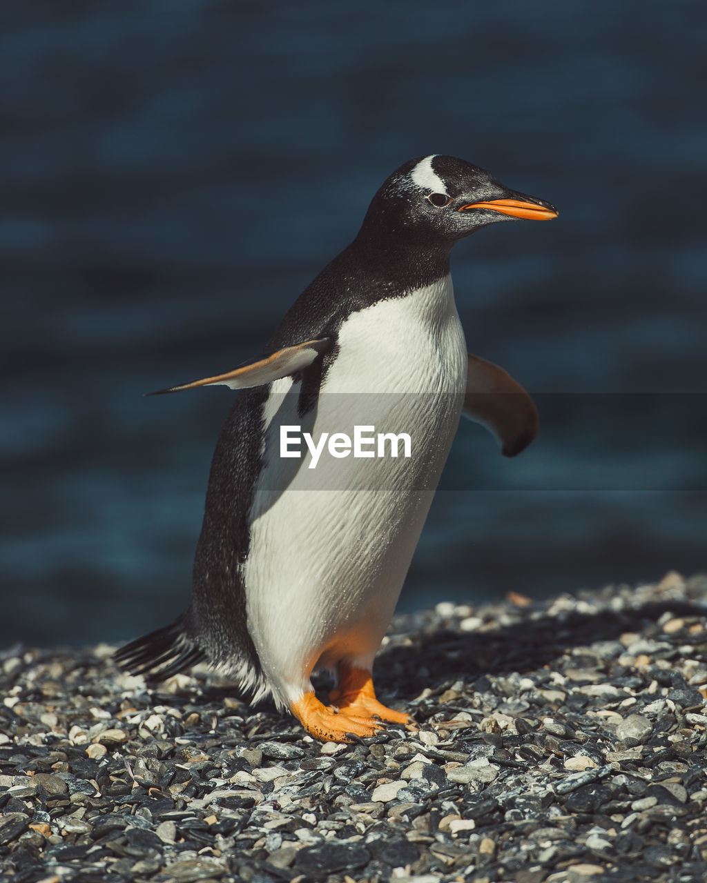 Penguin perching at beach