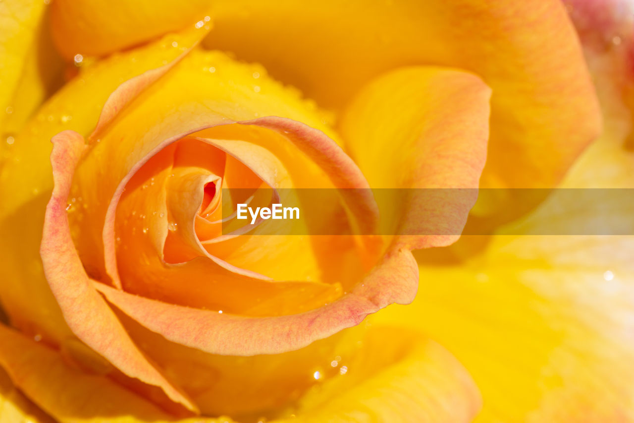 CLOSE-UP OF YELLOW ROSE IN ORANGE WATER LILY