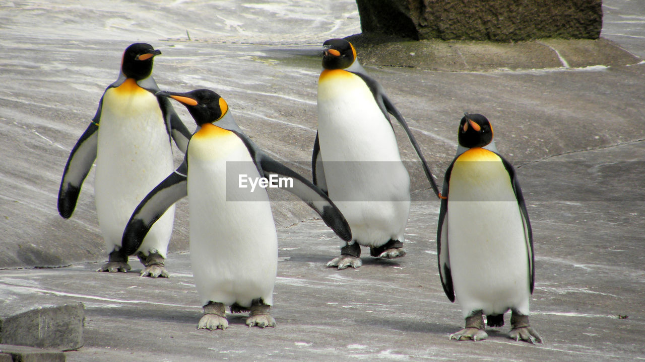 VIEW OF BIRDS AT AQUARIUM