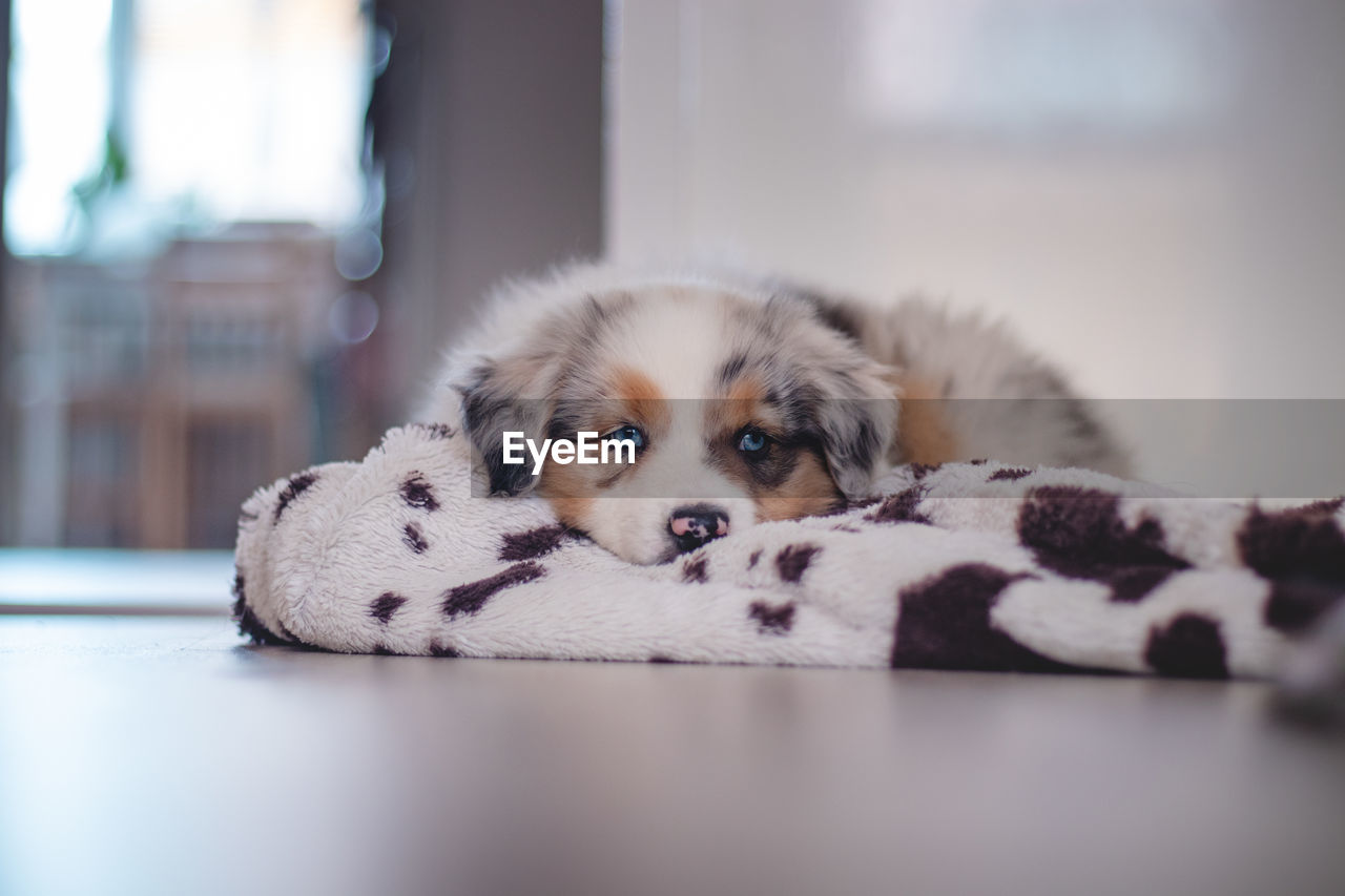 Tired australian shepherd puppy rests on her blanket and enjoys dreamland