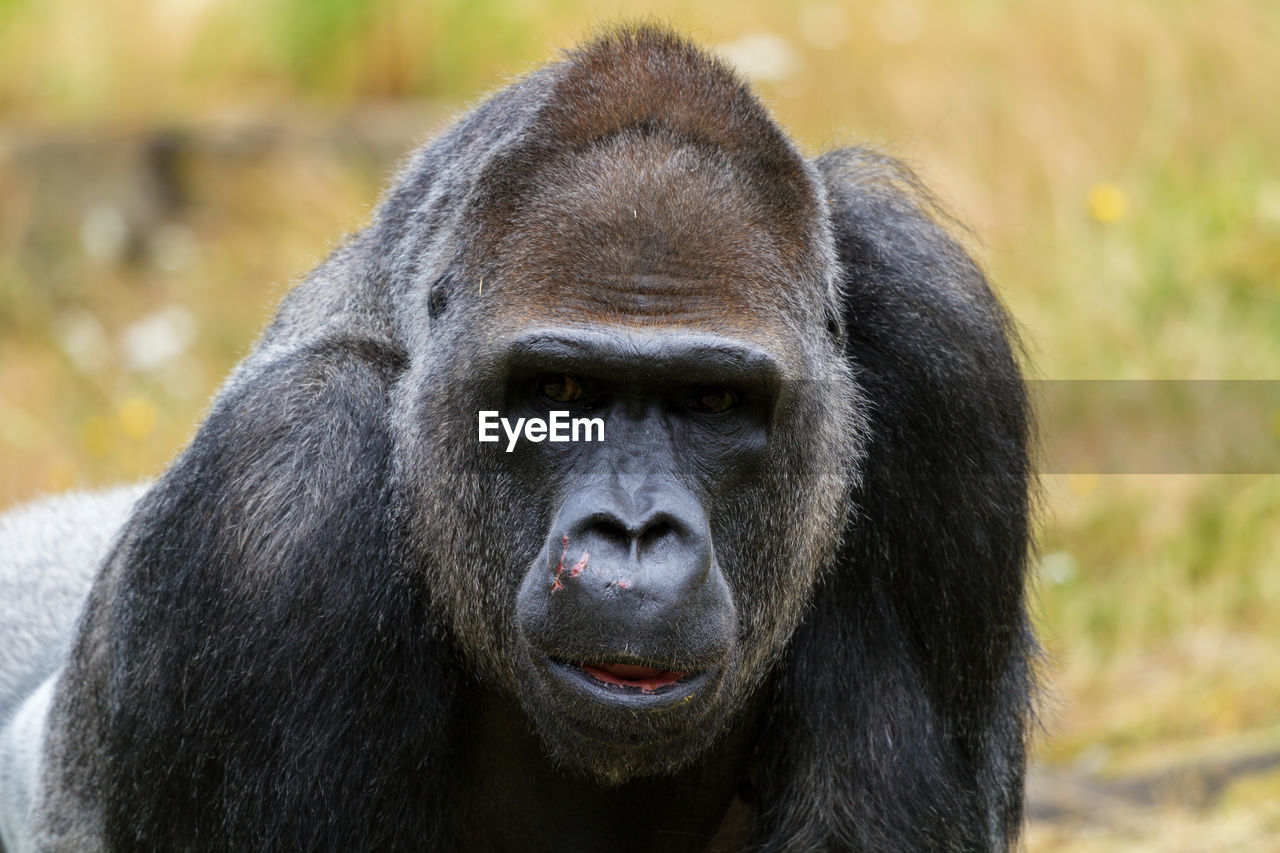 Bao bao, western lowland gorilla