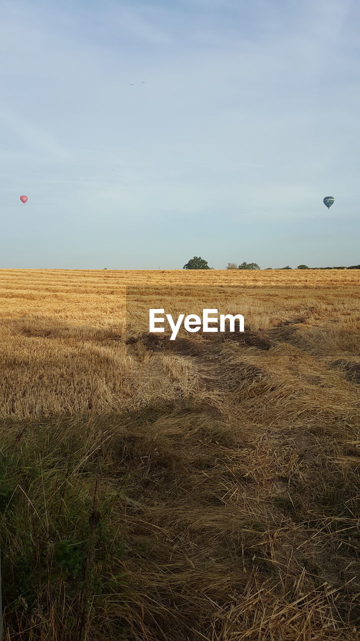 FIELD AGAINST SKY