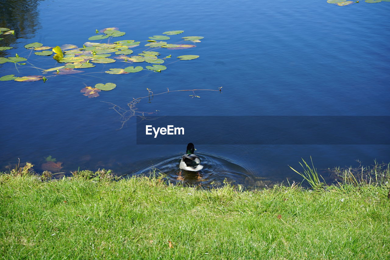 High angle view of duck on lake