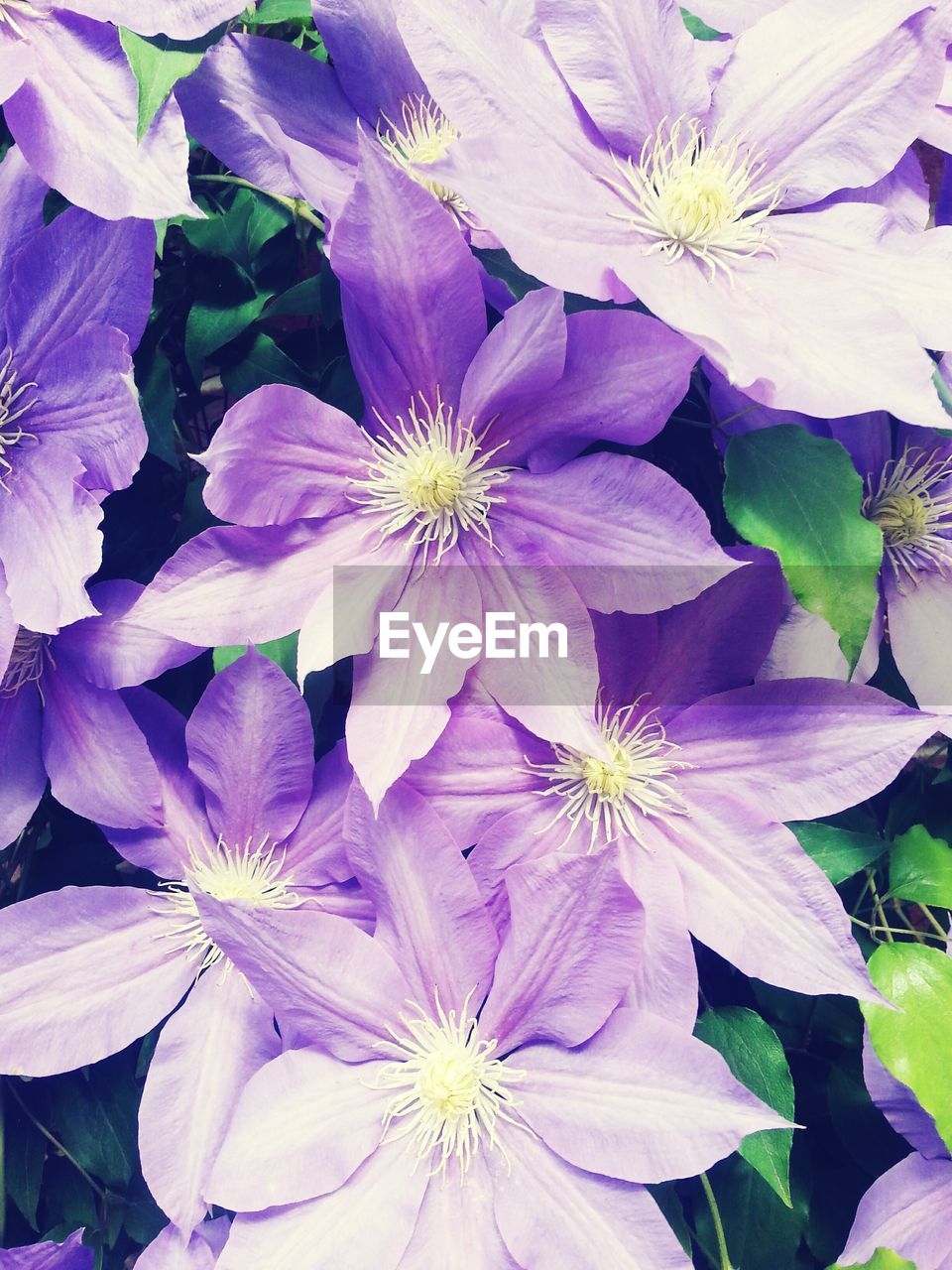 FULL FRAME SHOT OF PINK FLOWERS