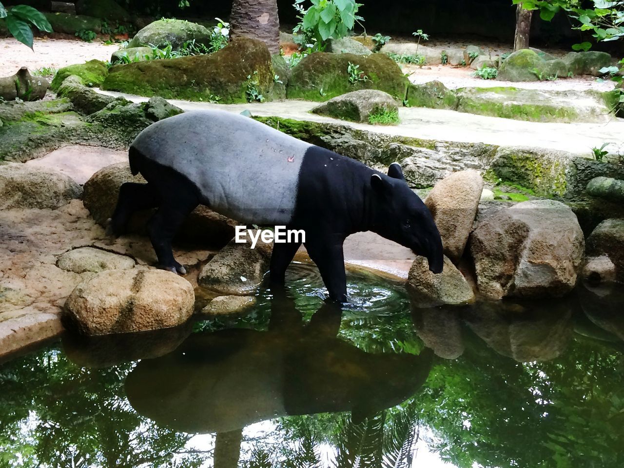 Tapir by pond at zoo