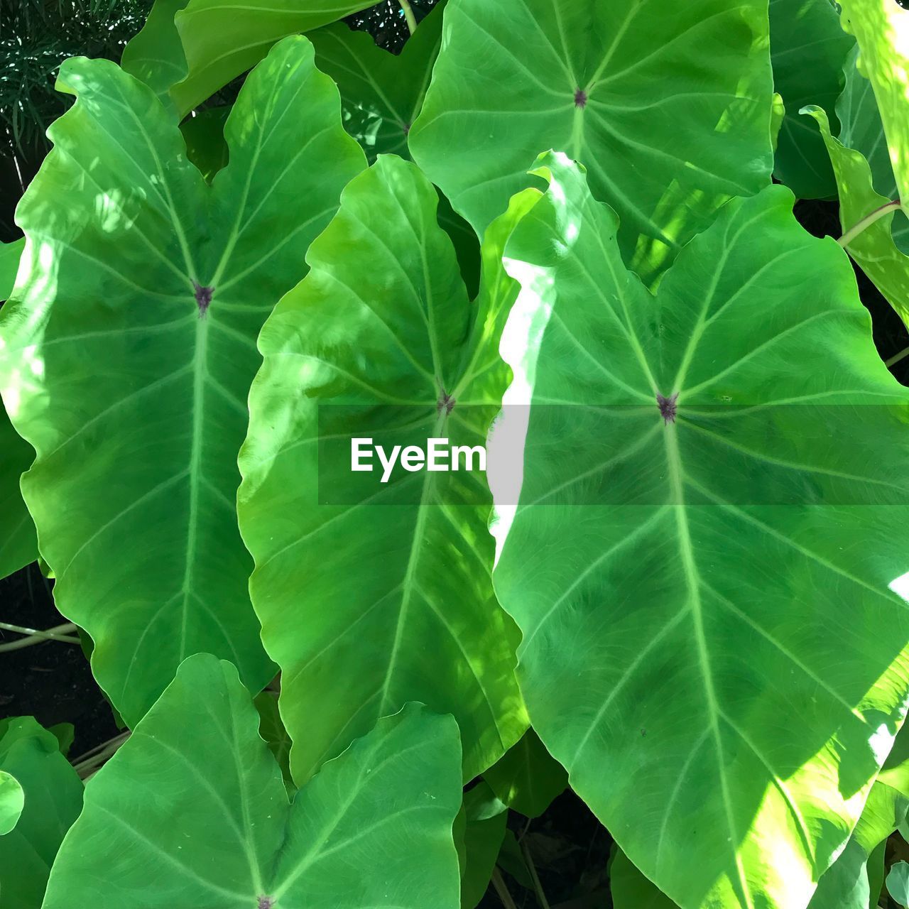 FULL FRAME SHOT OF LEAVES