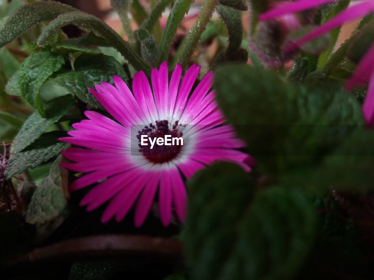 CLOSE-UP OF FRESH PURPLE FLOWER BLOOMING OUTDOORS