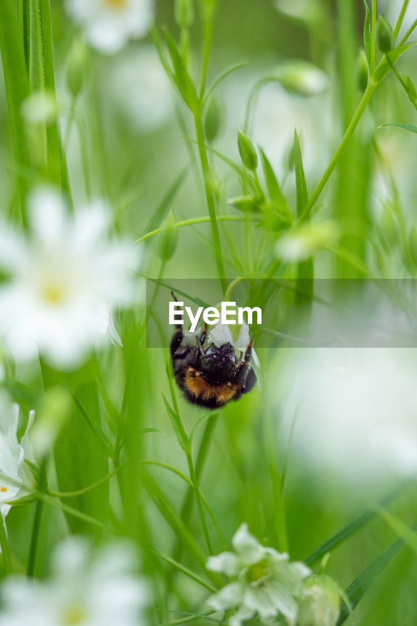 CLOSE-UP OF HONEY BEE ON FLOWER