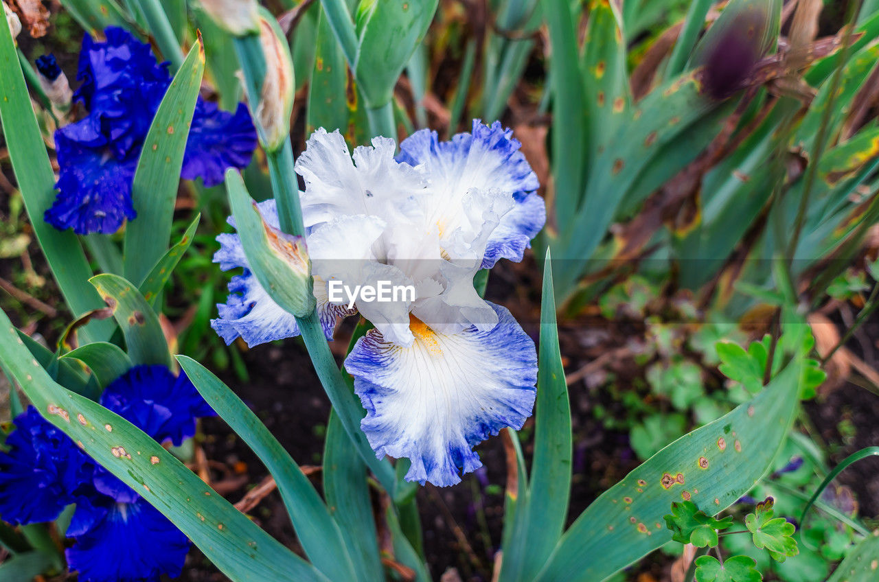 flower, plant, iris, flowering plant, beauty in nature, growth, close-up, nature, freshness, purple, blue, petal, fragility, wildflower, inflorescence, leaf, plant part, flower head, no people, focus on foreground, day, outdoors