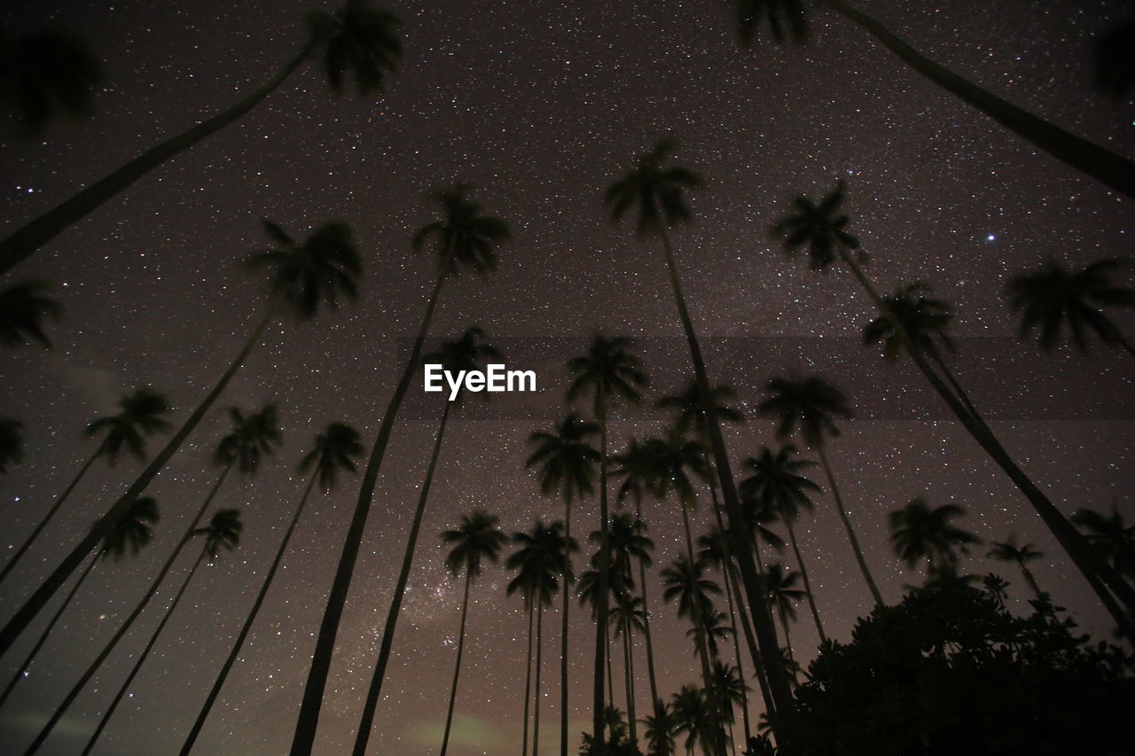 LOW ANGLE VIEW OF SILHOUETTE TREES AGAINST SKY