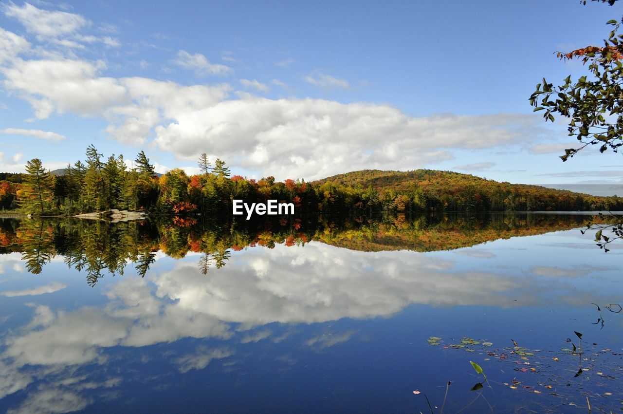 Reflection of trees in calm lake