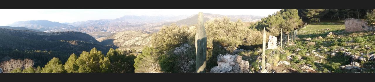 PANORAMIC VIEW OF TREES AND MOUNTAINS