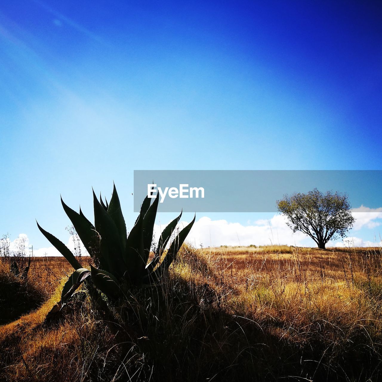 Plants on field against clear blue sky