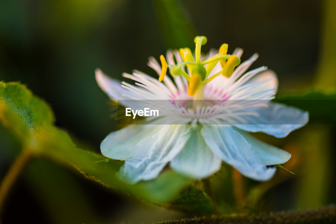 Close-up of white flowering plant