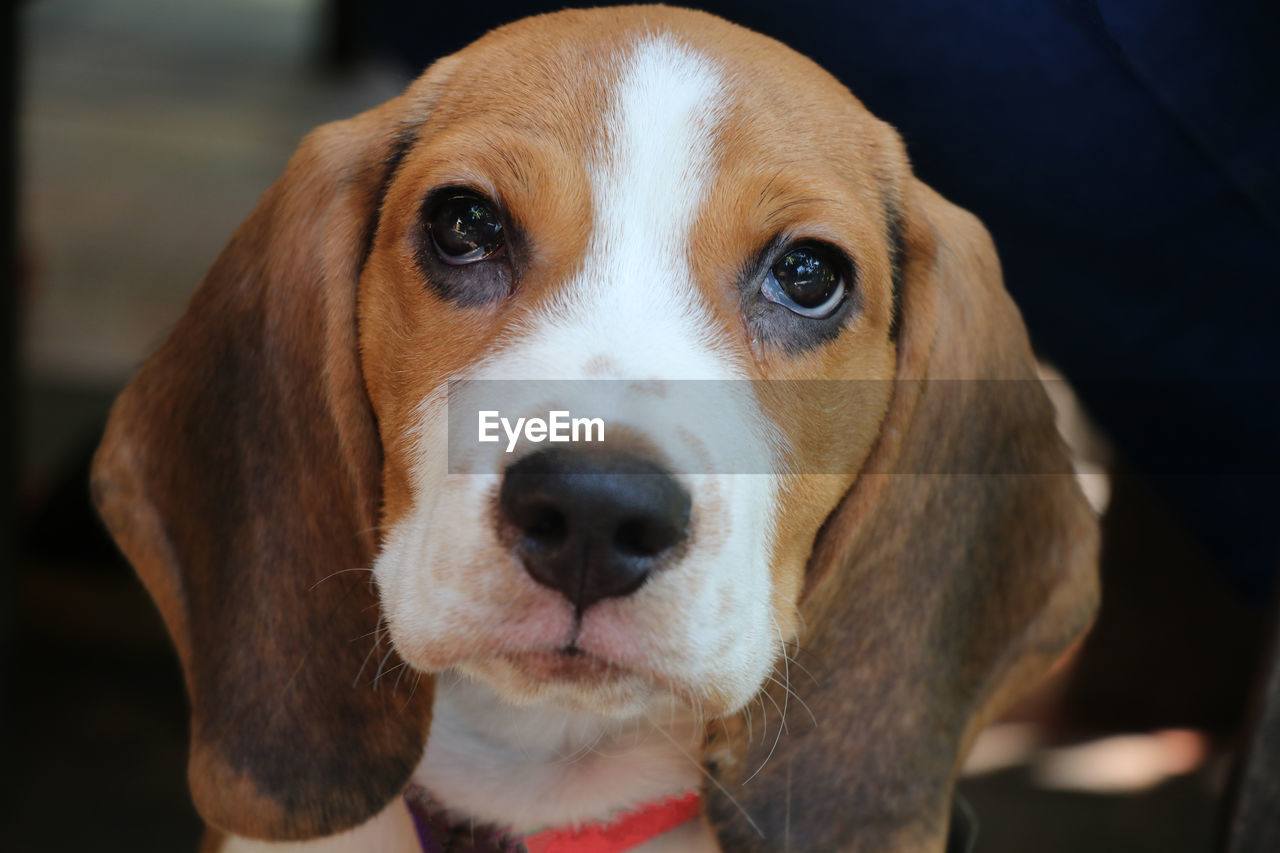 Animal eyes cute dog looking the camera