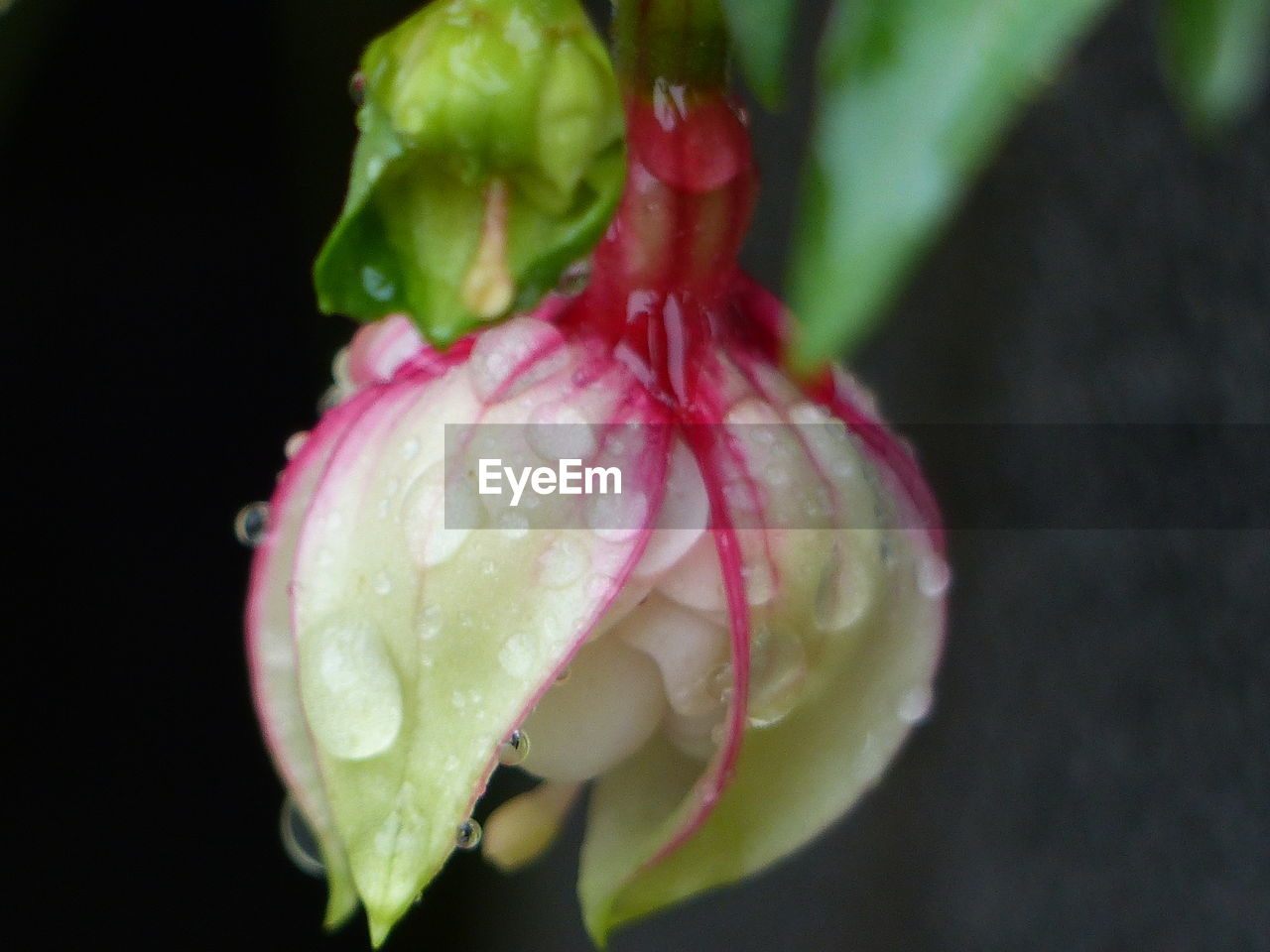 MACRO SHOT OF WATER DROPS ON PINK ROSE