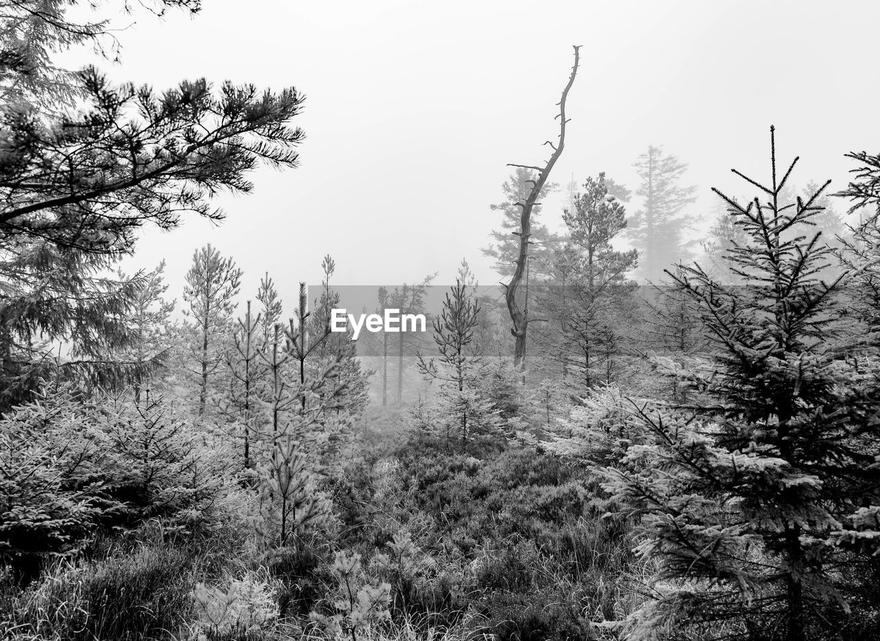 tree, plant, forest, land, black and white, nature, pinaceae, coniferous tree, beauty in nature, winter, sky, tranquility, monochrome, environment, pine tree, pine woodland, no people, monochrome photography, non-urban scene, snow, scenics - nature, tranquil scene, growth, woodland, landscape, branch, day, natural environment, outdoors, wilderness, fog, cold temperature