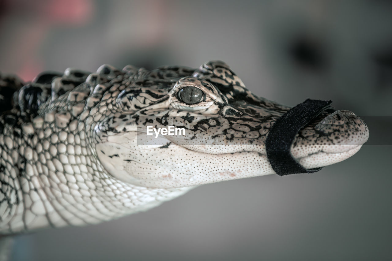 Close-up of alligator looking away