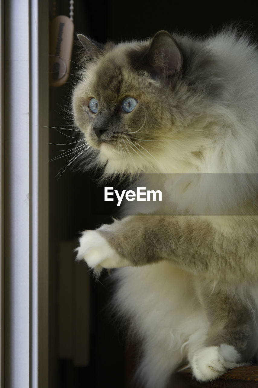 Close-up of cat looking away