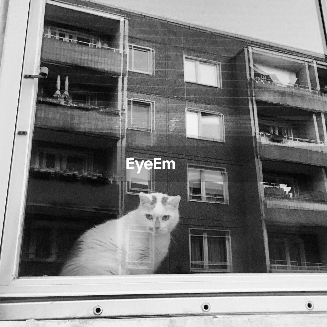 PORTRAIT OF A CAT ON WINDOW