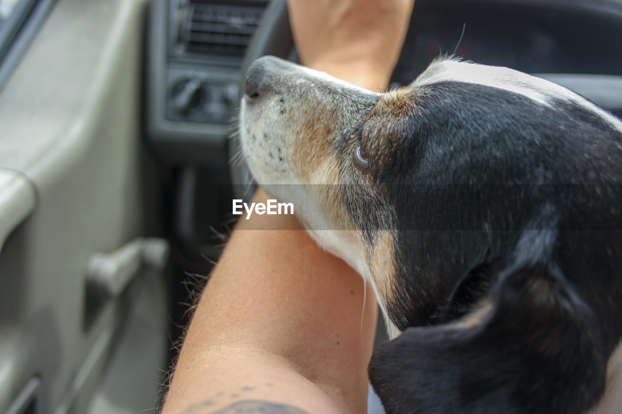 Dog by woman hand in car