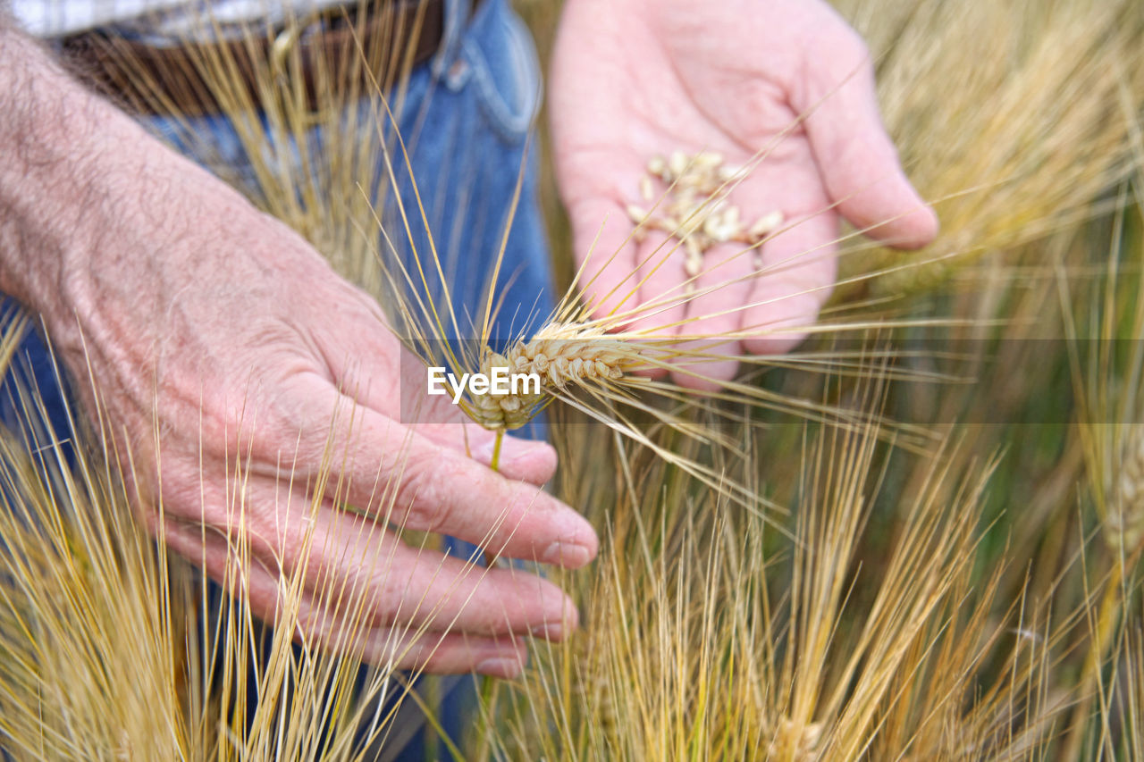 food, agriculture, hand, food grain, plant, crop, cereal plant, wheat, triticale, grass, rural scene, harvesting, one person, adult, growth, hordeum, rye, barley, landscape, nature, field, einkorn wheat, farm, close-up, emmer, occupation, farmer, organic, flower, holding, food and drink, land, day, men, outdoors, cereal, focus on foreground, working, summer, selective focus, freshness