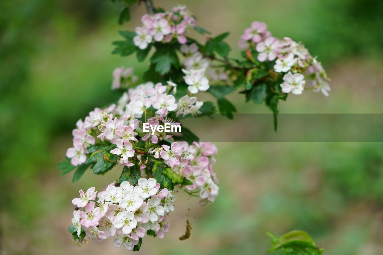 CLOSE-UP OF FLOWERING PLANT