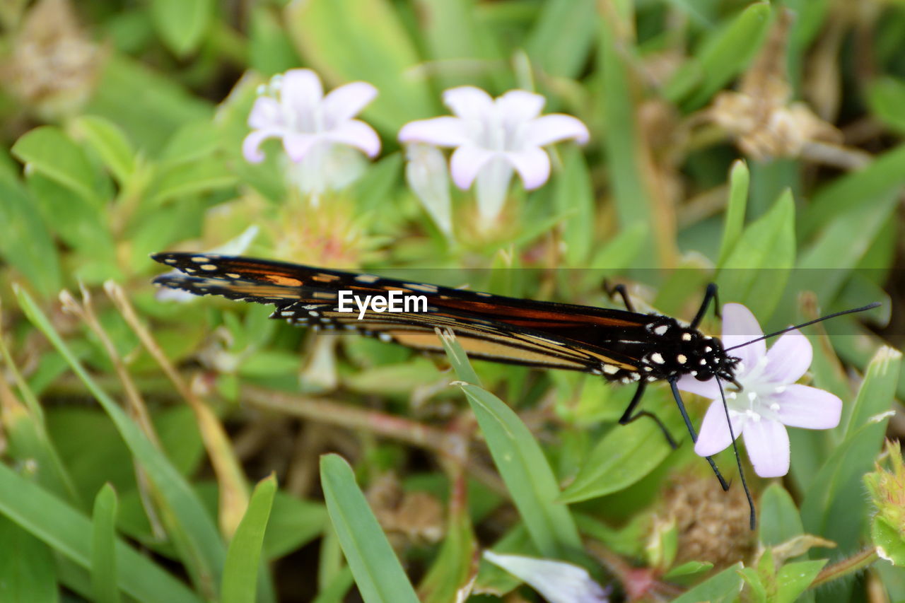 CLOSE-UP OF MOTH ON PLANT