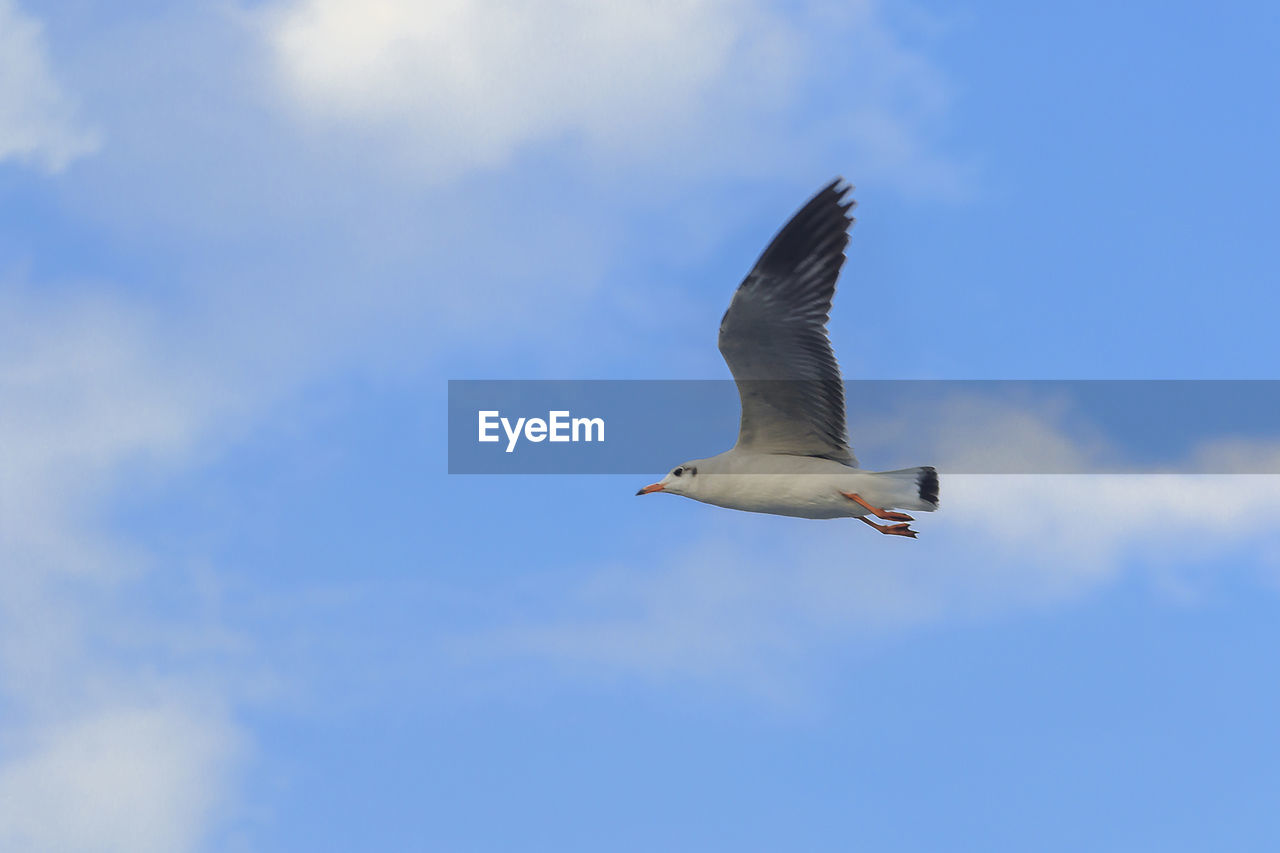 LOW ANGLE VIEW OF SEAGULL FLYING AGAINST BLUE SKY