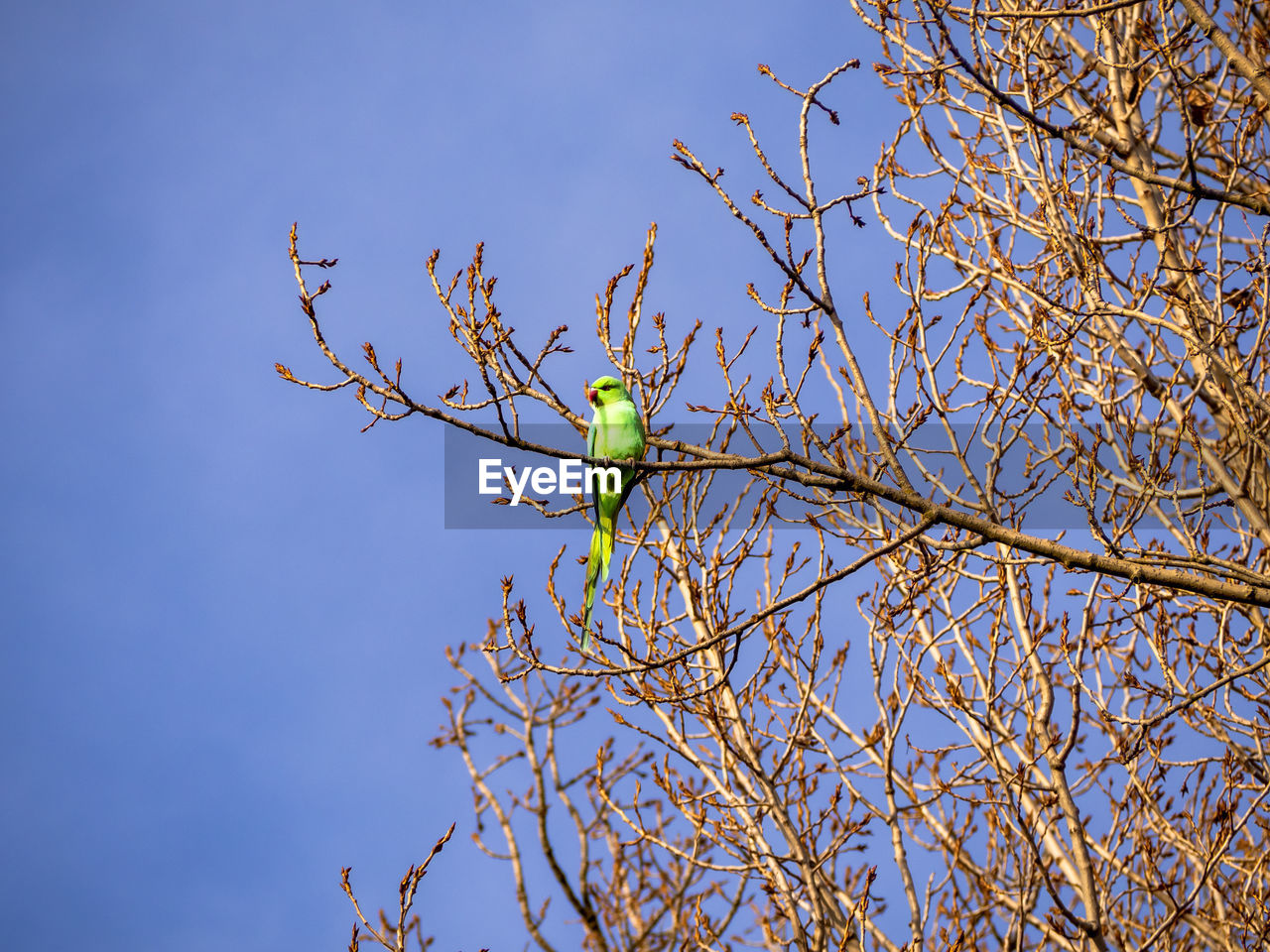 LOW ANGLE VIEW OF BIRD PERCHING ON BRANCH